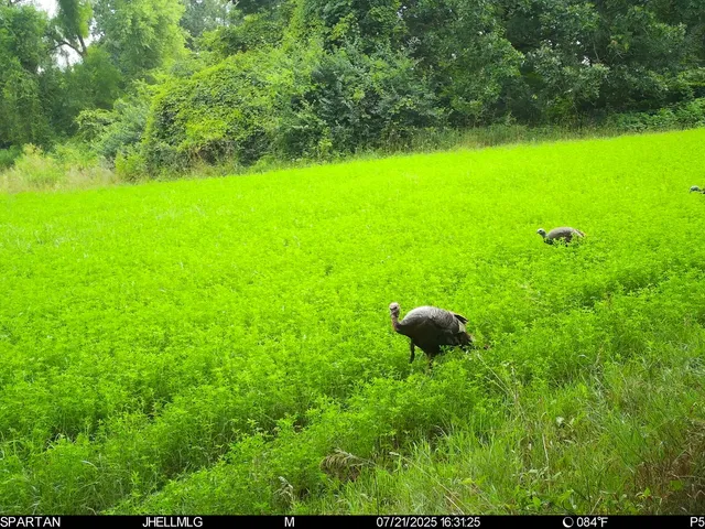 swimming view of outdoor space and yard