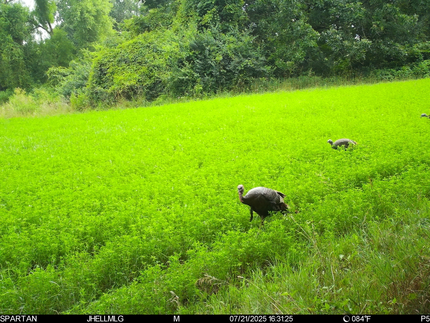 0 Mountain Lane Freeport, IL 61032 - Photo 36 of 78 a view of a garden