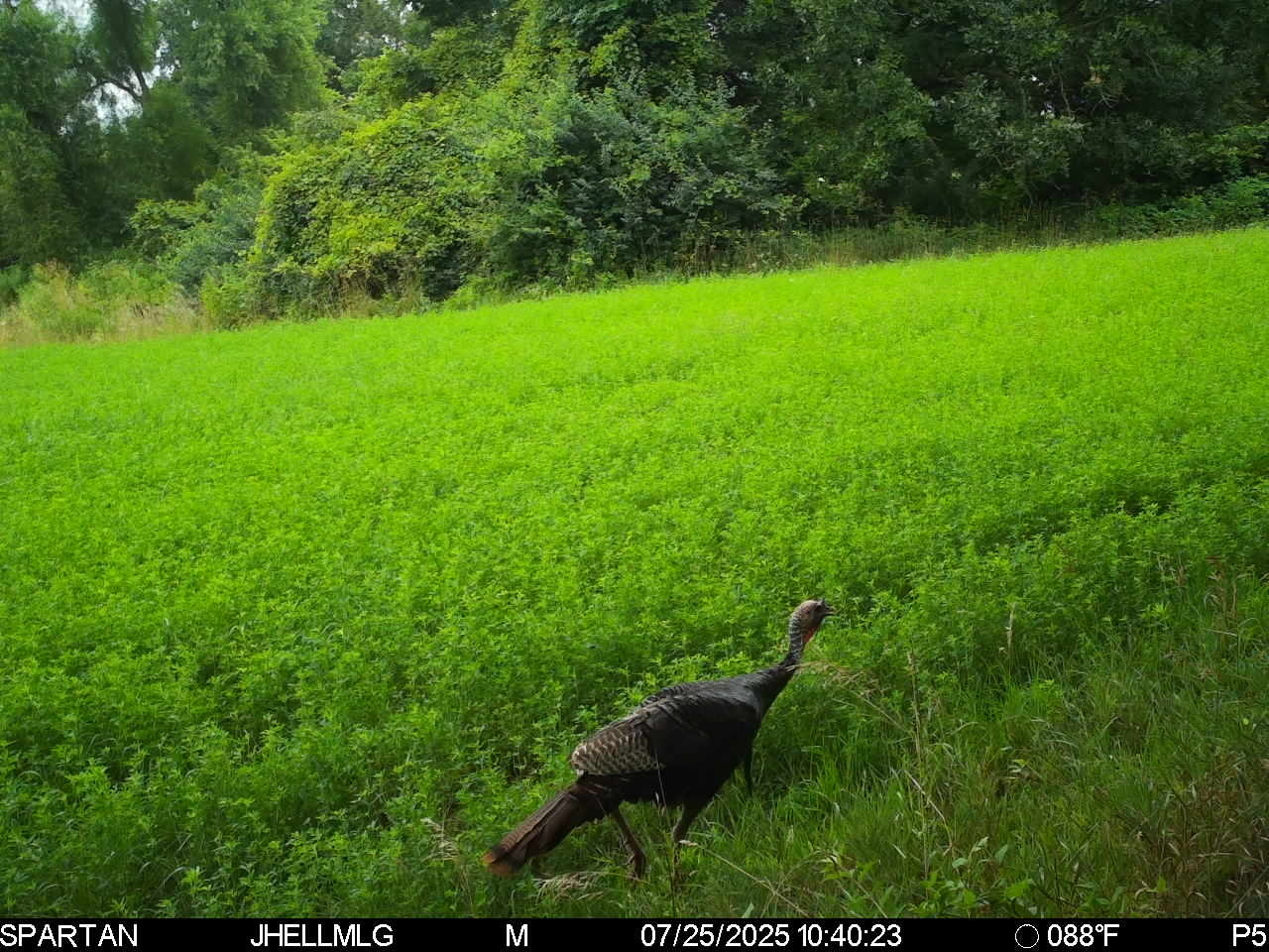 0 Mountain Lane Freeport, IL 61032 - Photo 38 of 78 a view of yard with grass and a trees