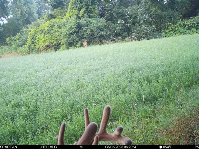 a backyard of a house with lots of green space and chair