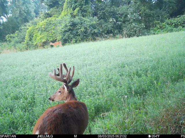 a view of swimming pool with a yard