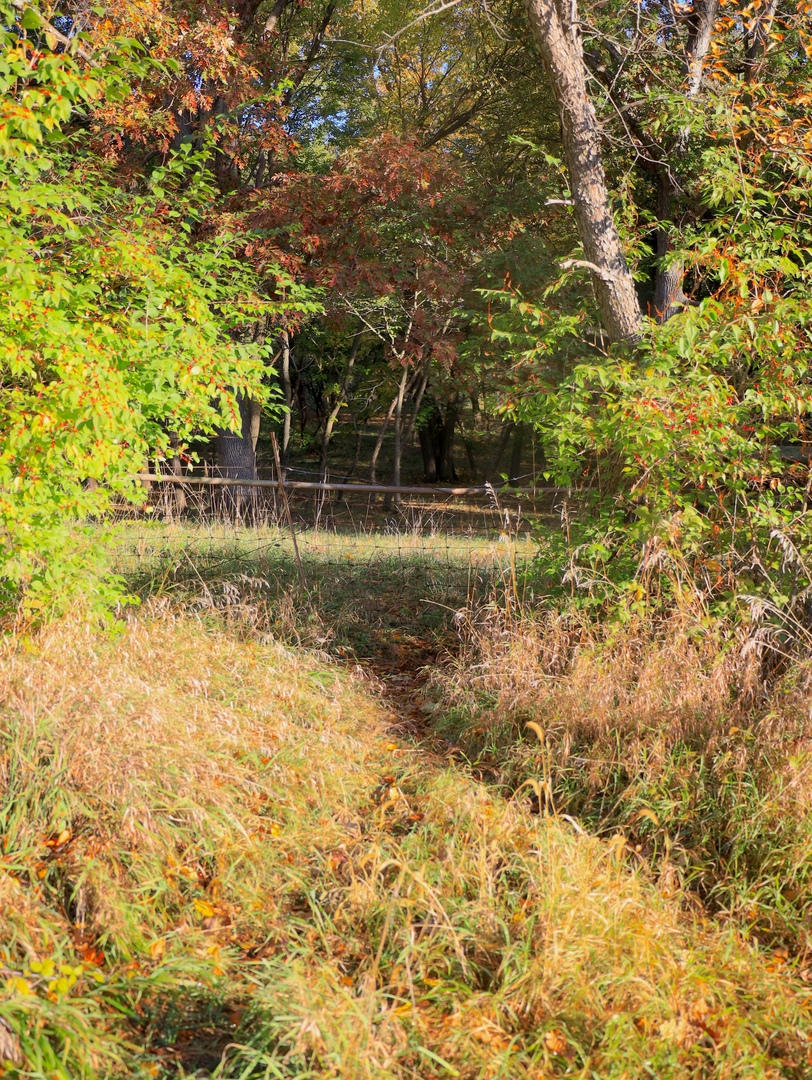 0 Mountain Lane Freeport, IL 61032 - Photo 57 of 78 a view of a yard with plants and trees