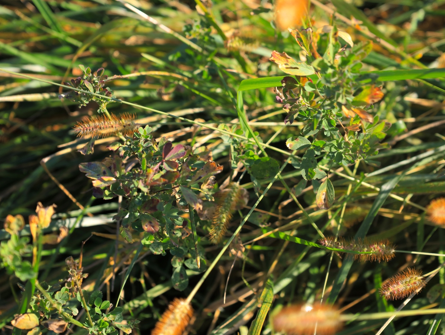 0 Mountain Lane Freeport, IL 61032 - Photo 64 of 78 a picture of tree