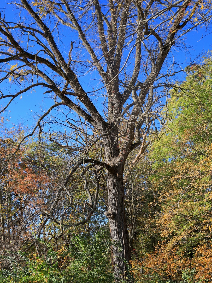0 Mountain Lane Freeport, IL 61032 - Photo 66 of 78 a backyard of a house with a tree