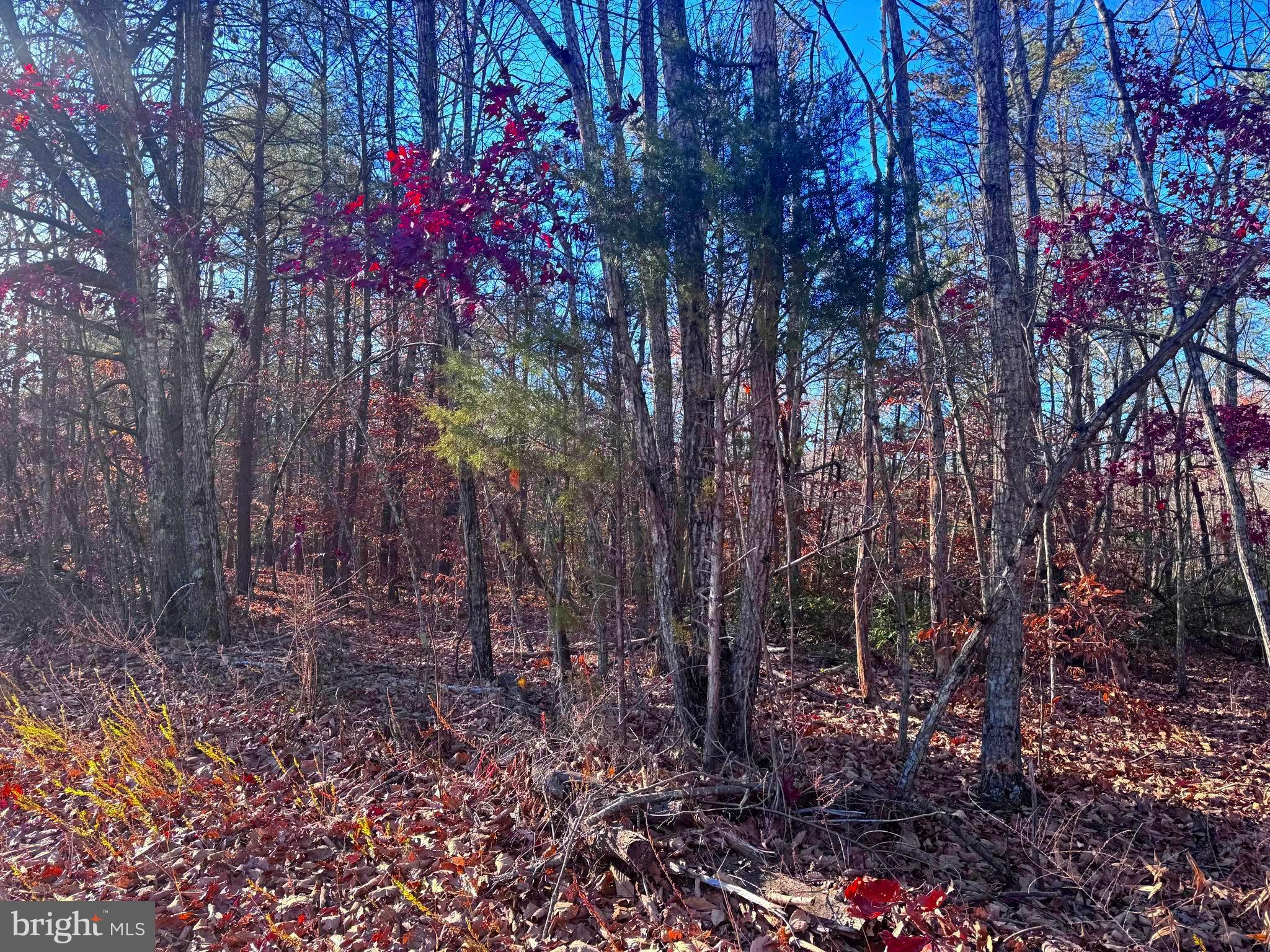 0 Main Uno Baptist Church Lane Rochelle, VA 22738 - Photo 11 of 14 a picture of trees
