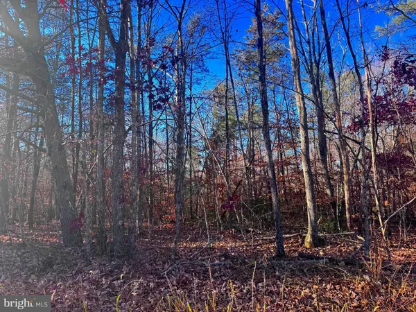 a view of backyard with trees