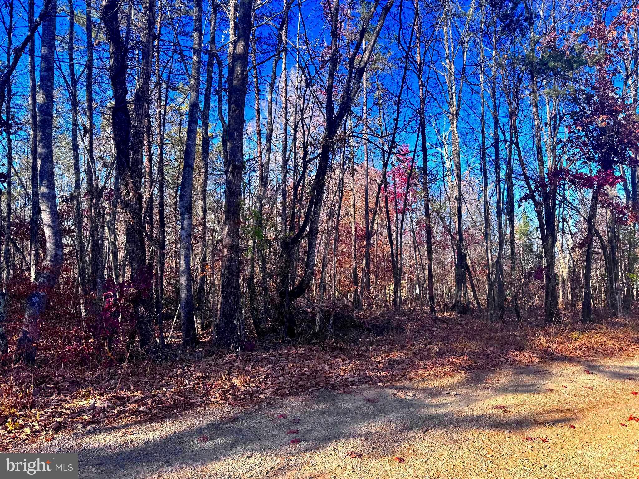 0 Main Uno Baptist Church Lane Rochelle, VA 22738 - Photo 10 of 14 a view of backyard with trees