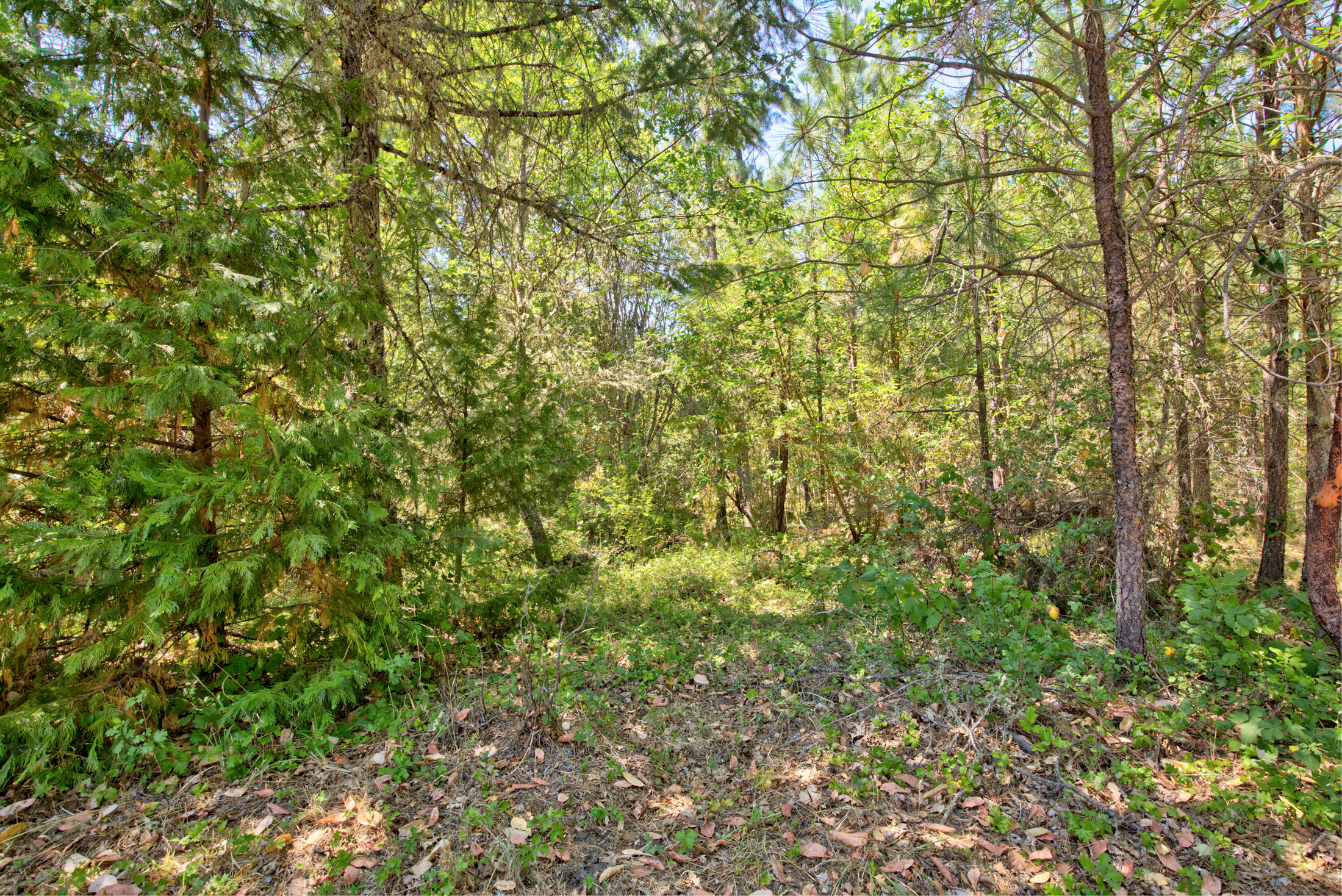 1750 East Fork Road Williams, OR 97544 - Photo 27 of 31 #2 of Woods