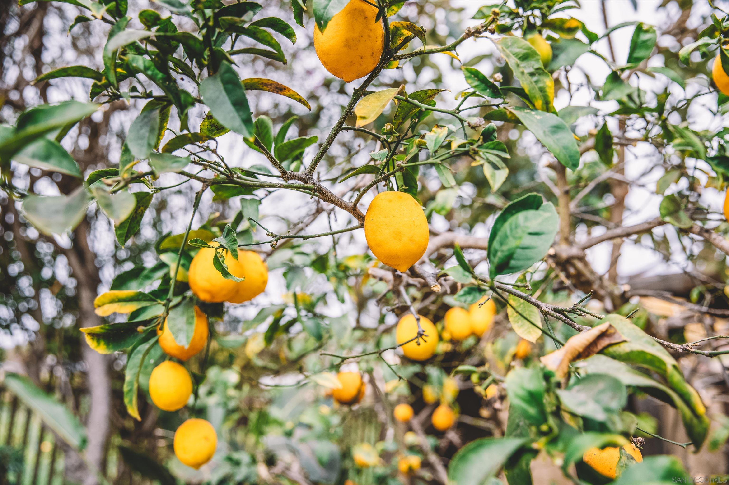 1347 Summit Avenue, Unit MIDDLE Encinitas, CA 92007 - Photo 2 of 19 a view of a tree with a plant