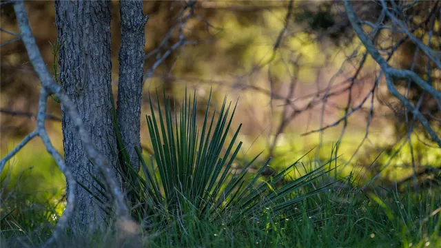 a view of a plants in a garden