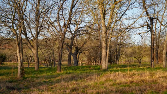 a view of backyard with green space