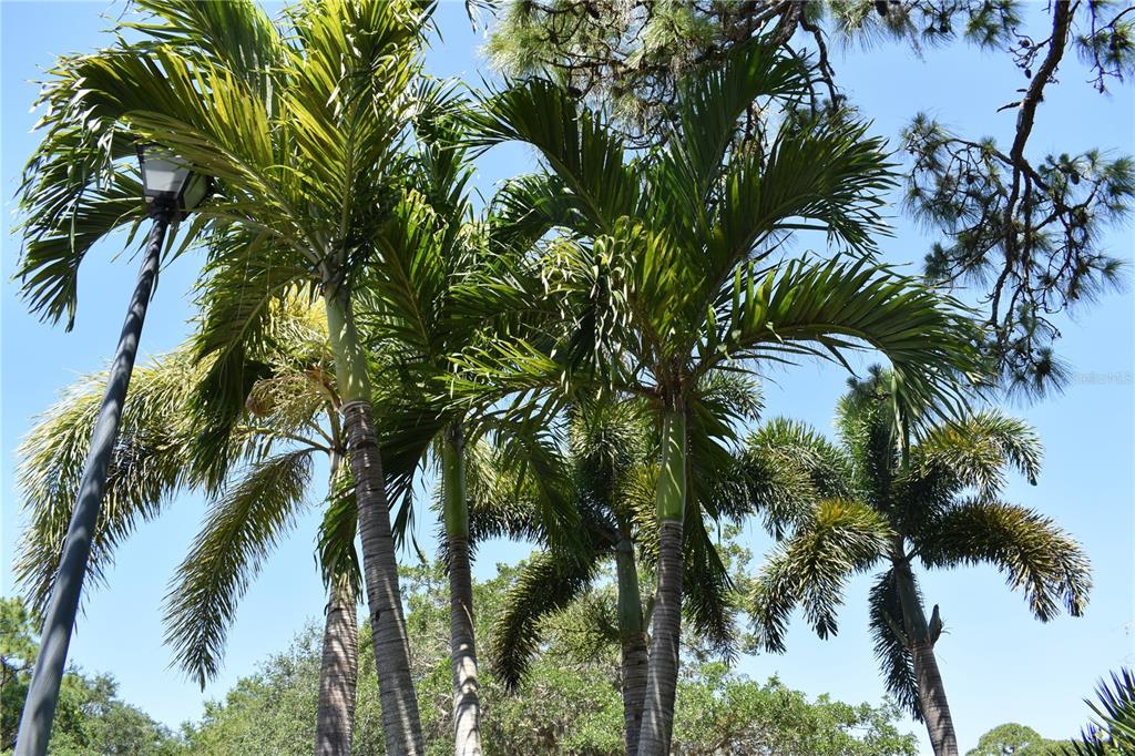 Eustace St Port North Port, FL 34288 - Photo 18 of 18 a view of a palm trees