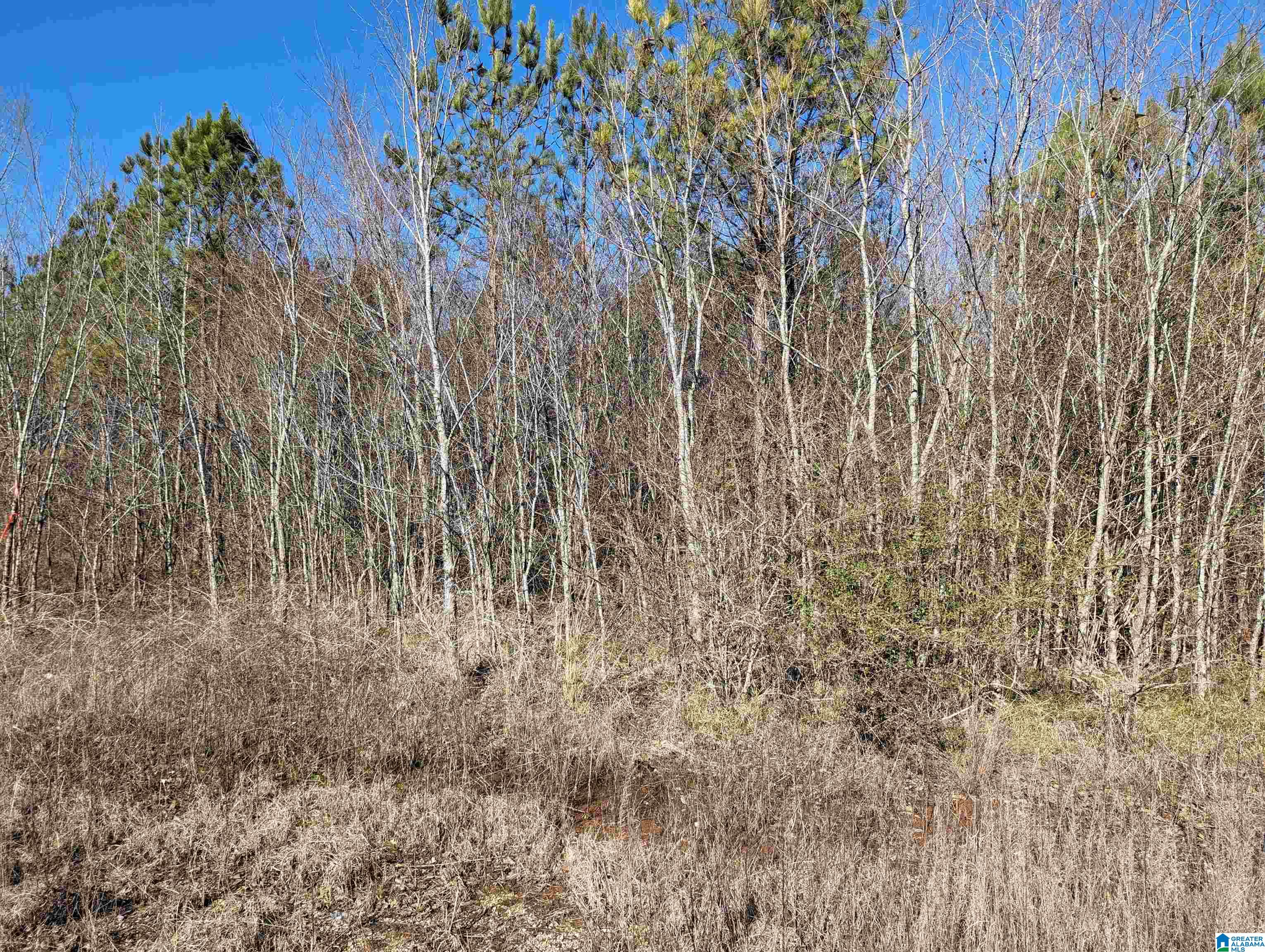 0 Chandler Springs Road Talladega, AL 35160 - Photo 10 of 35