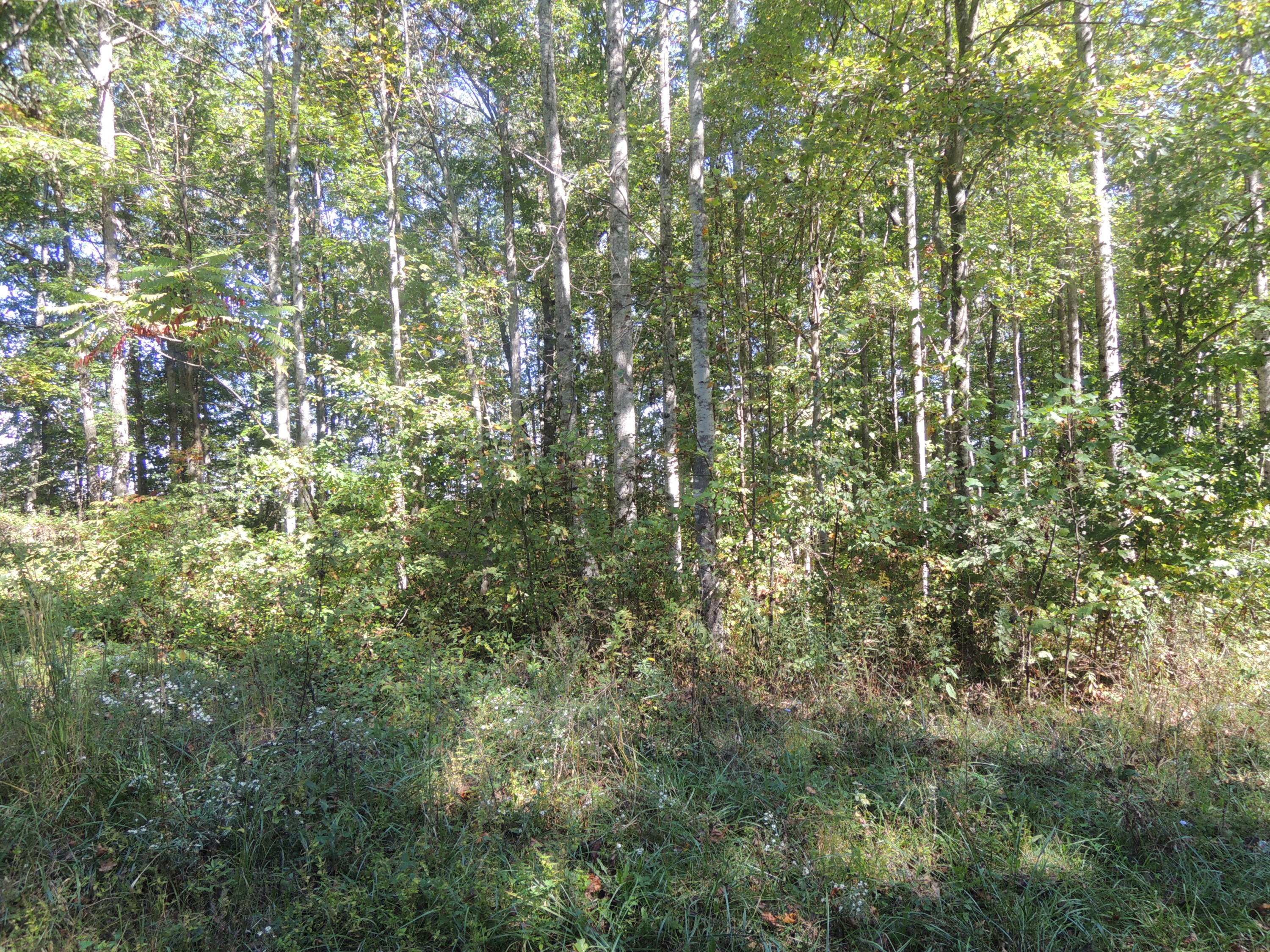 Harding Ave Road Jamestown, TN 38556 - Photo 1 of 3 10-06-2017 012