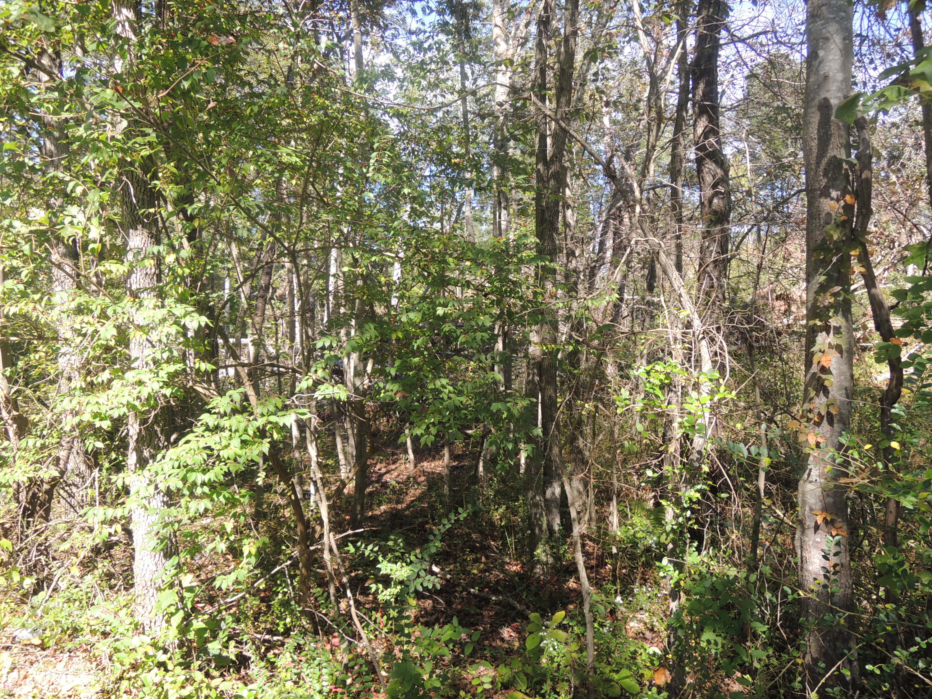 Harding Ave Road Jamestown, TN 38556 - Photo 2 of 3 10-06-2017 013
