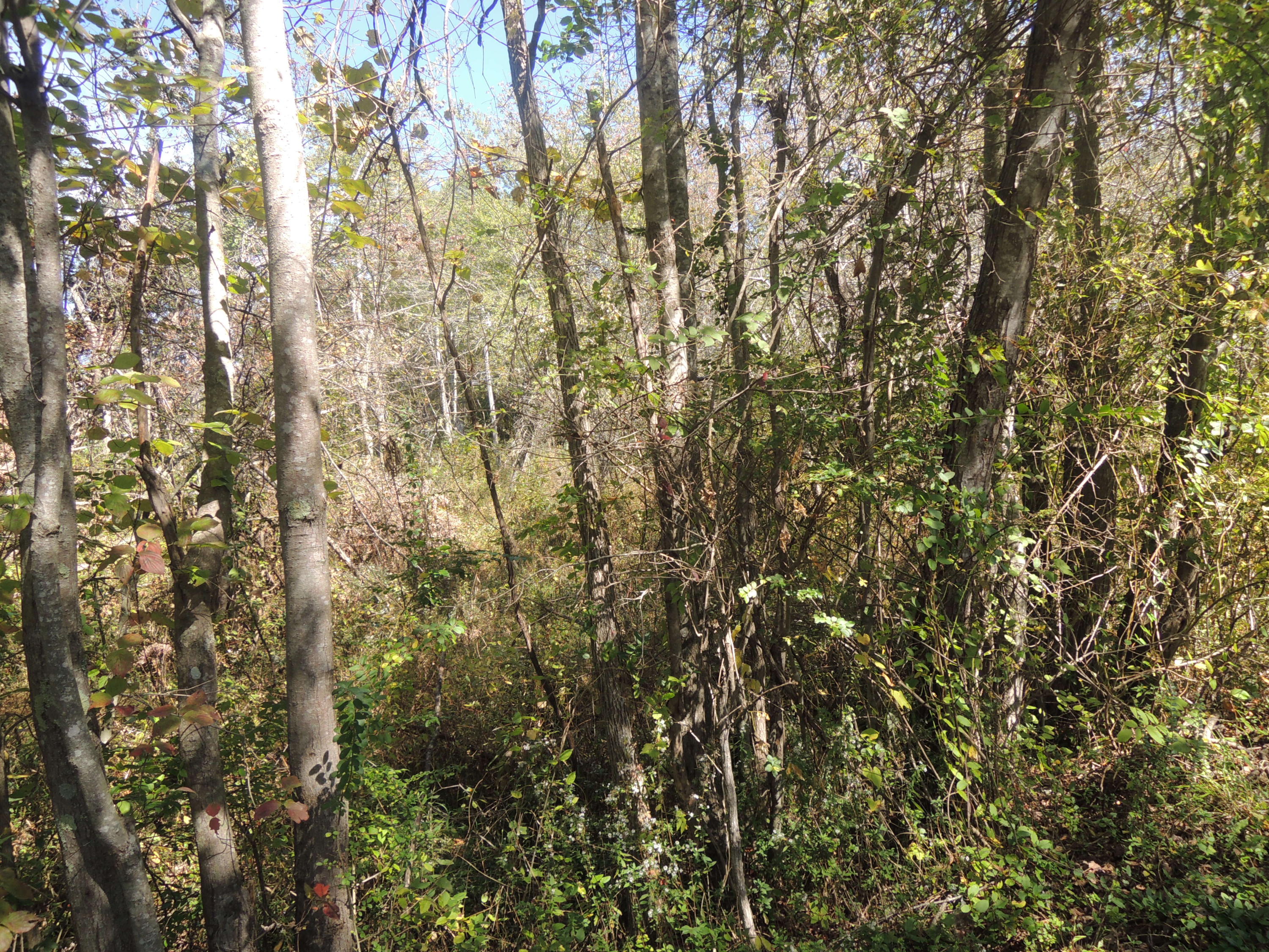 Harding Ave Road Jamestown, TN 38556 - Photo 3 of 3 10-06-2017 014