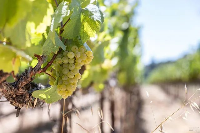 $4,250,000 | 1285 Henry Road, Napa, CA 94559