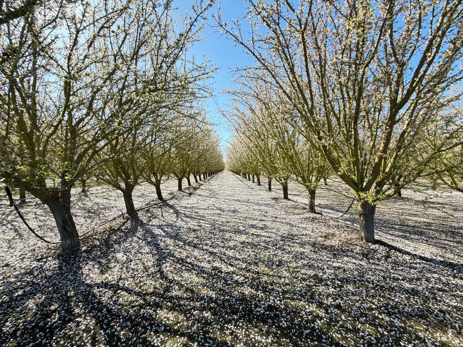 7520 West Howard Road Stockton, CA 95206 - Photo 1 of 3 a view of snow on a field