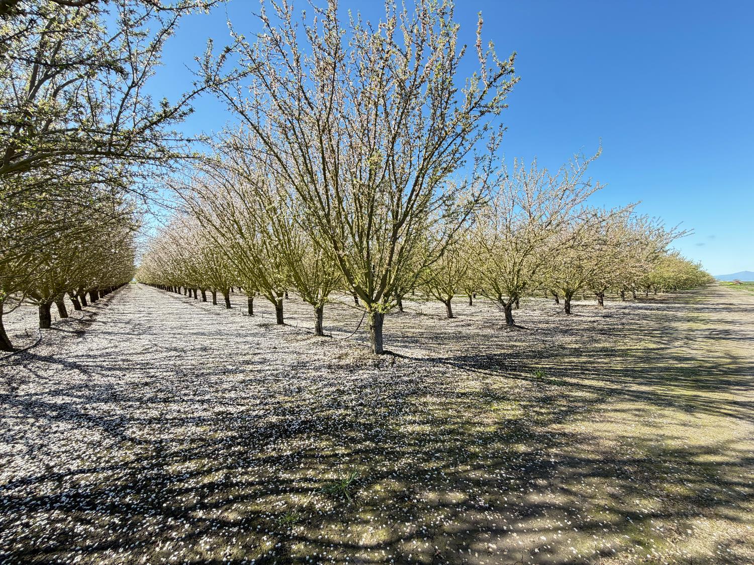 7520 West Howard Road Stockton, CA 95206 - Photo 2 of 3 a view of a yard with trees