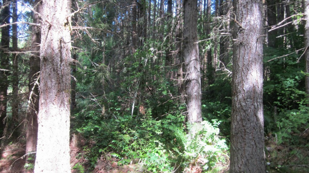 1892 King Road Winlock, WA 98596 - Photo 8 of 25