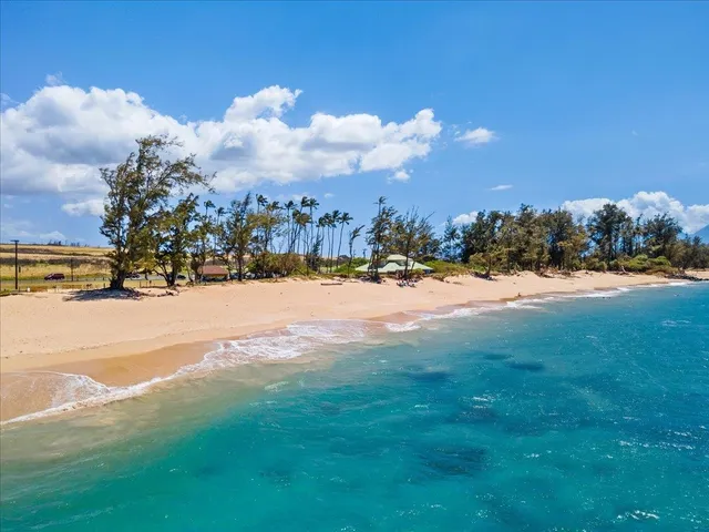 a view of dirt field with large trees