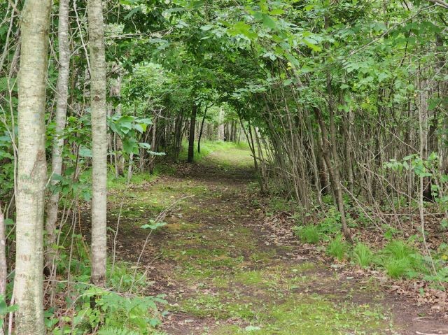 6565 Lynch Bridge Road Siren, WI 54872 - Photo 6 of 60