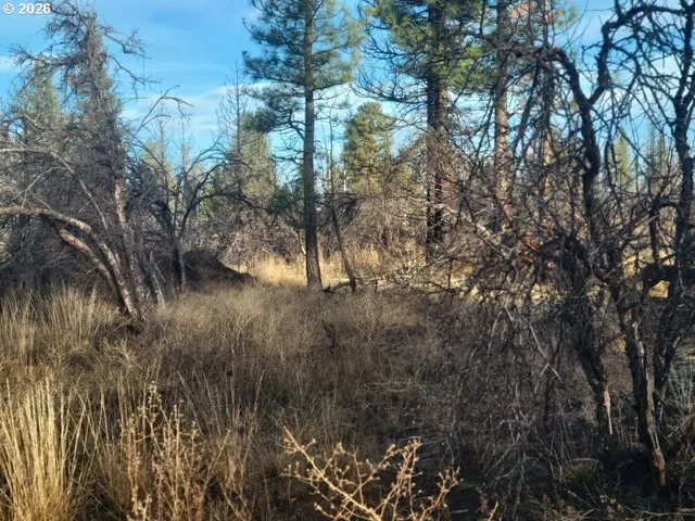 a view of a forest filled with trees