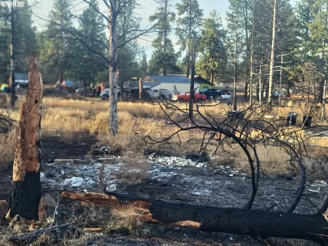a view of a forest with trees in the background