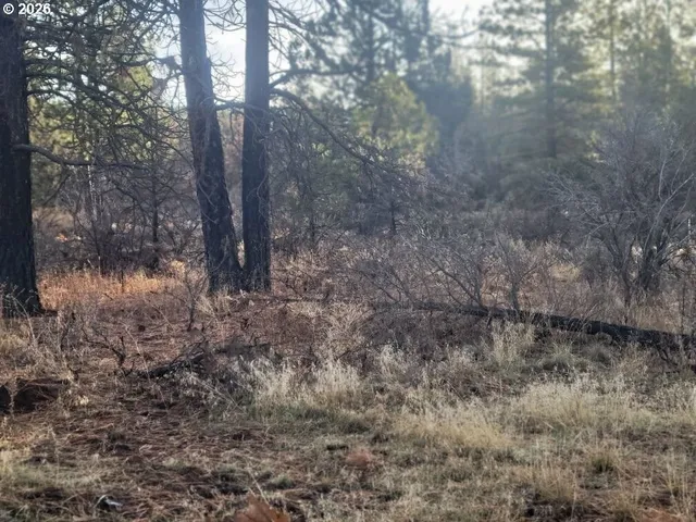 a backyard of a house with trees all around