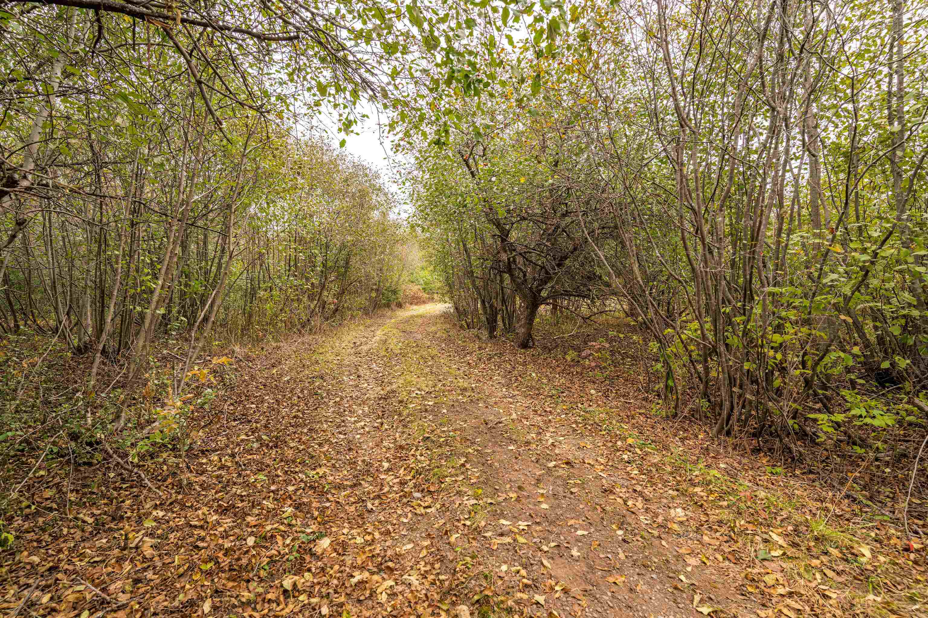6264 Ryan Road Duluth, MN 55804 - Photo 16 of 30 View of dirt / gravel road with a forest view