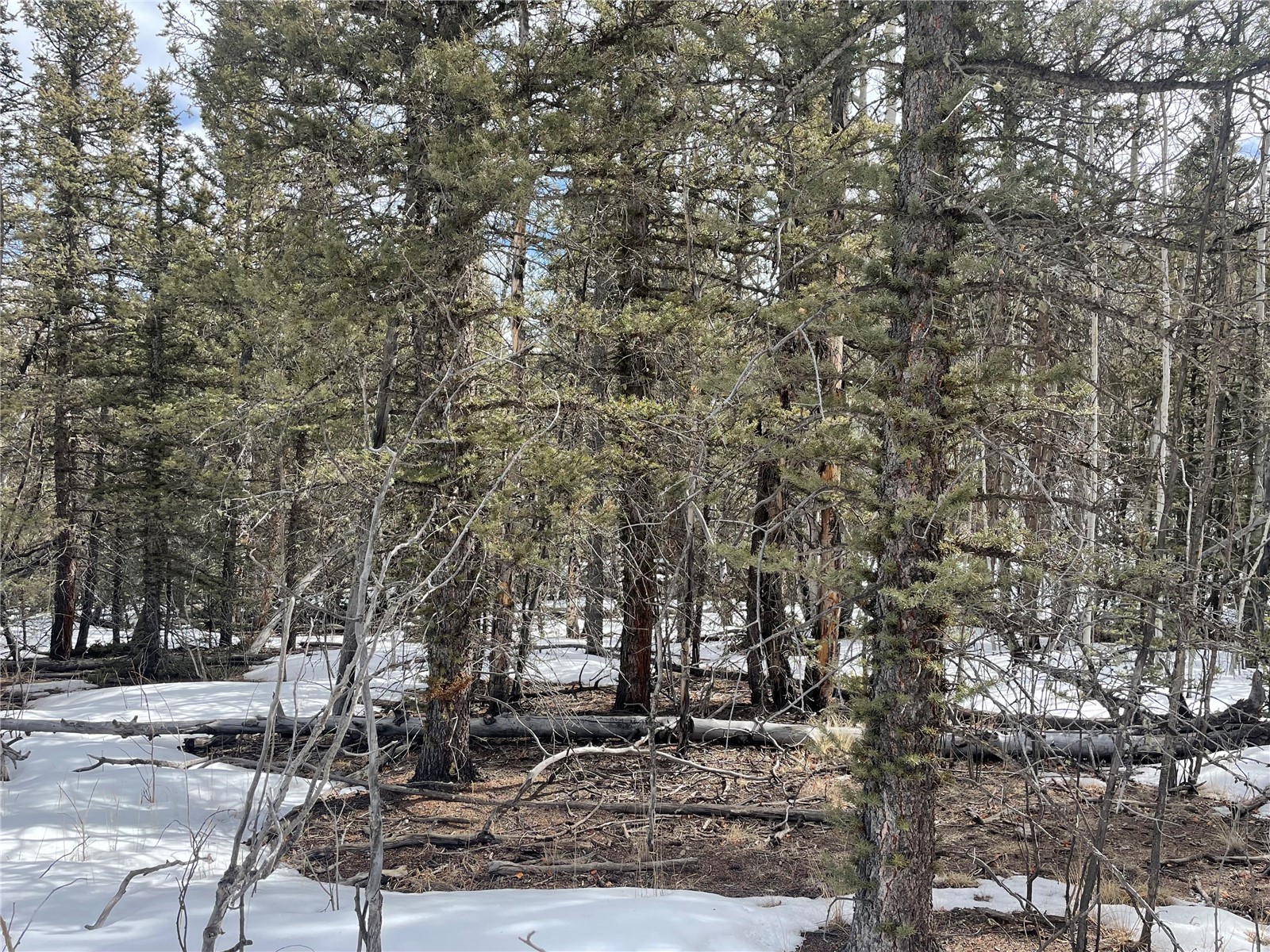 80 Haida Road Como, CO 80456 - Photo 27 of 31 a large tree with lots of trees
