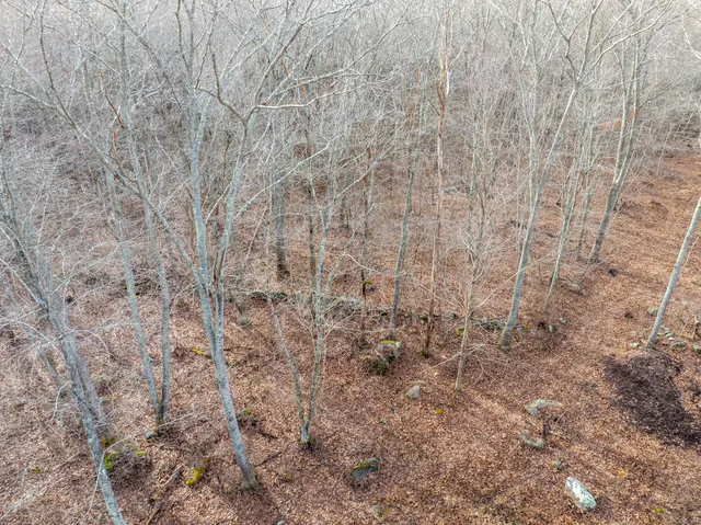 a view of a dry yard