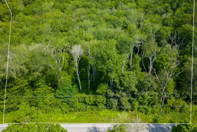 a view of a lush green forest