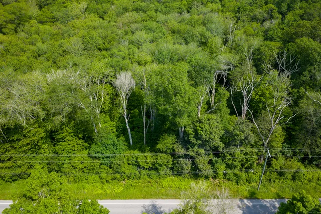 a view of a lush green forest