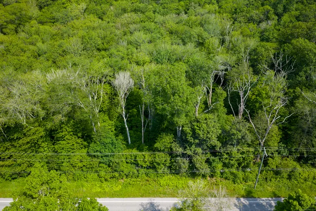 a view of a lush green forest
