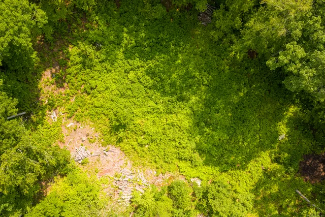 a view of a big yard with plants and large trees