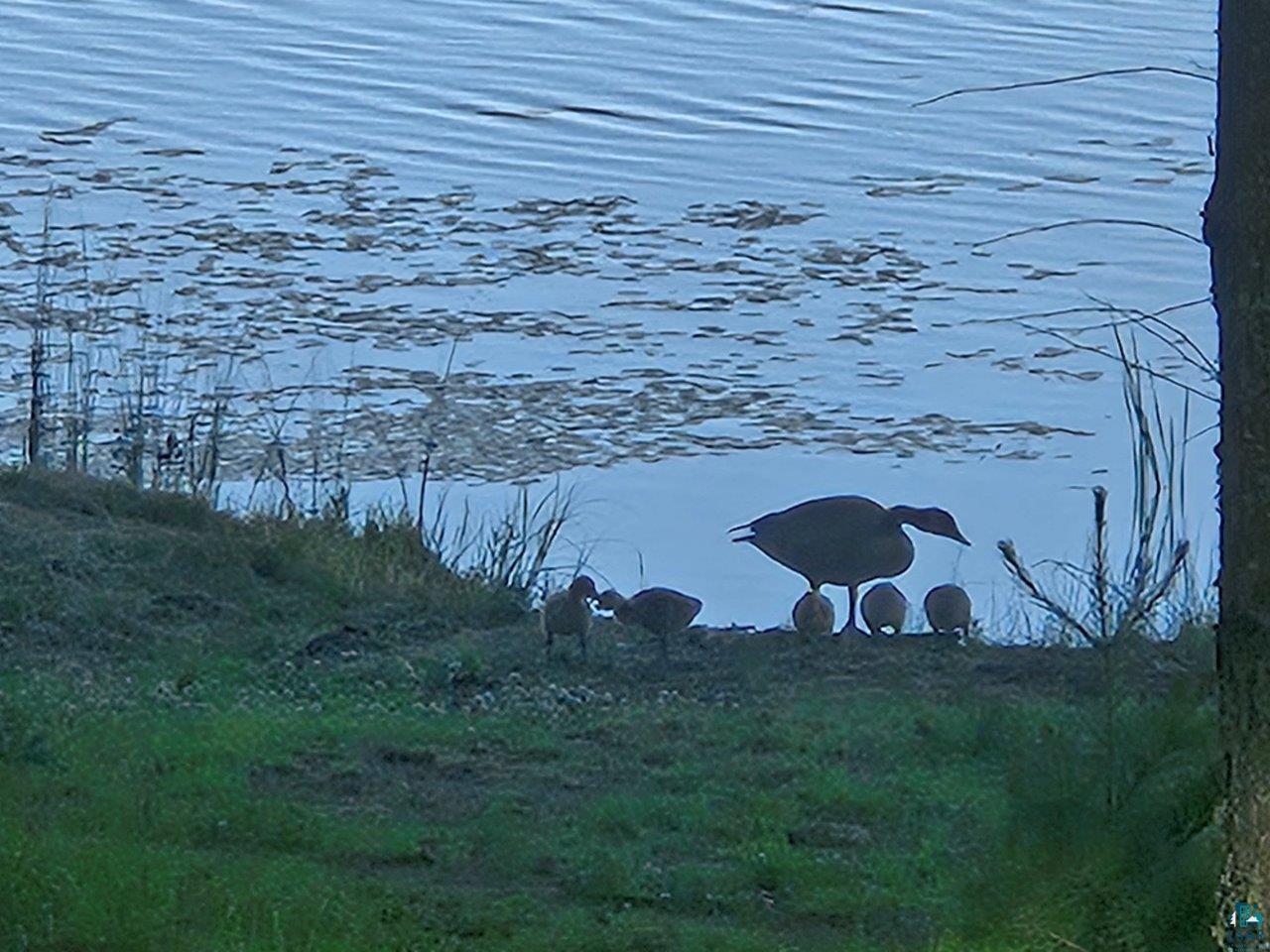 3420 Dewees Road Babbitt, MN 55706 - Photo 45 of 58