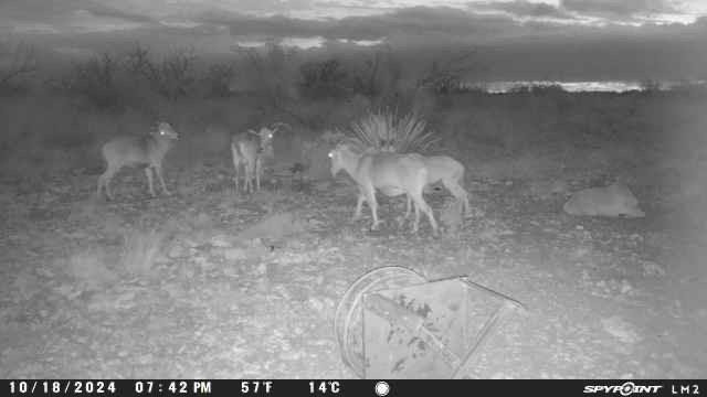 Tbd Deer Run Road Ozona, TX 76943 - Photo 14 of 17 Photo 14