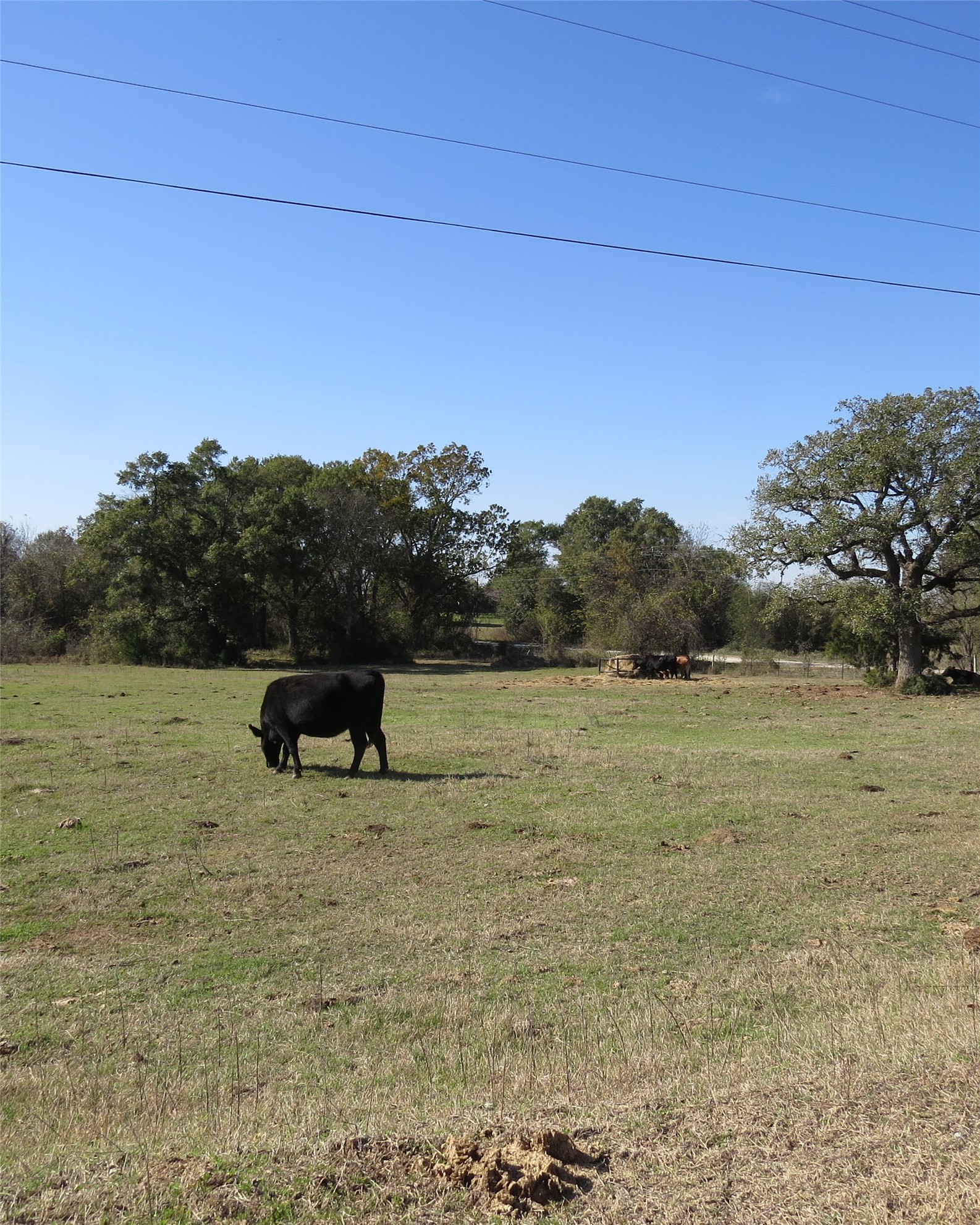 7538 Rocky Ridge Lane Madisonville, TX 77864 - Photo 4 of 47