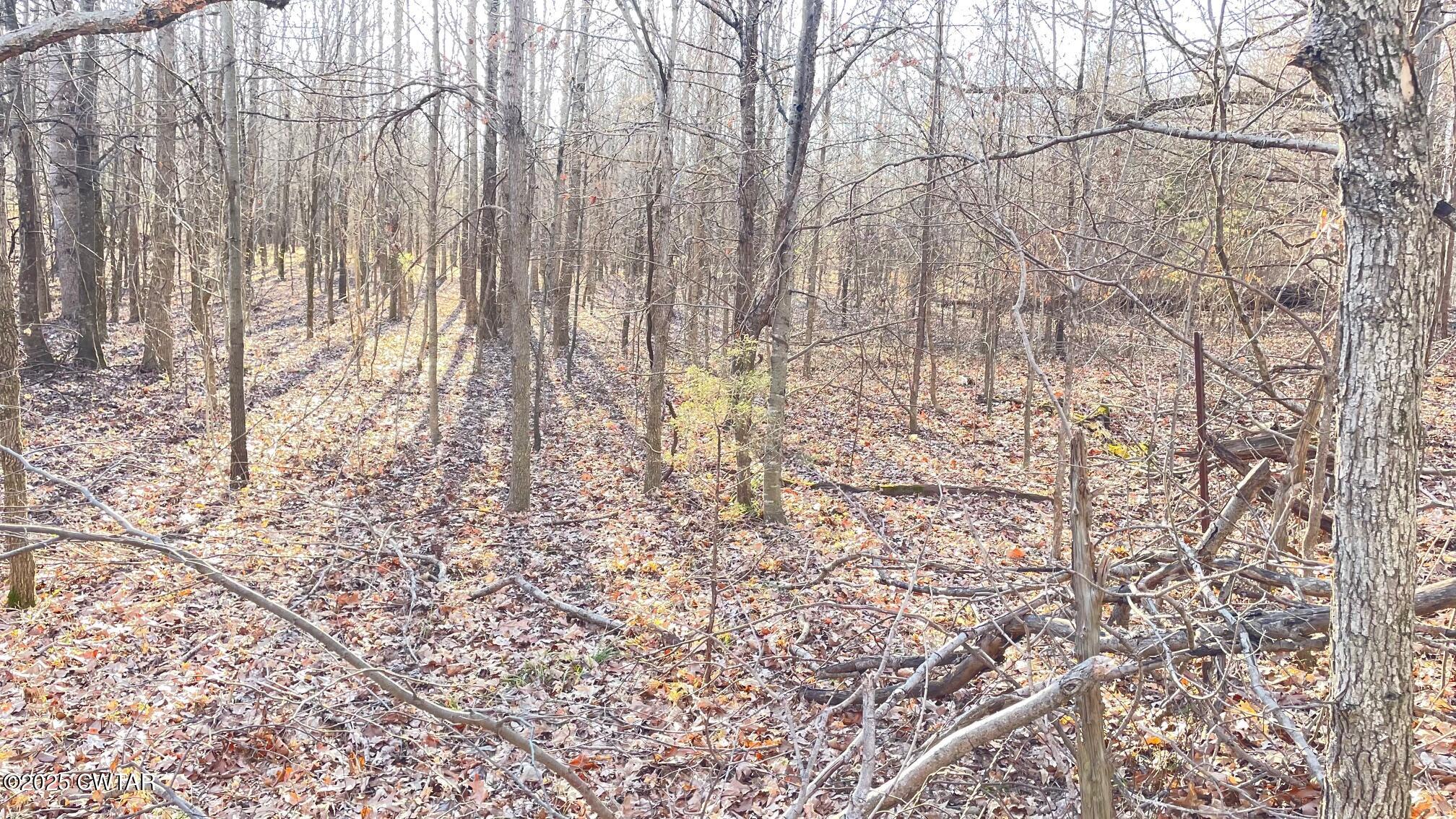 100 Davis Grove Road Bradford, TN 38316 - Photo 13 of 28 a view of a yard with lots of trees