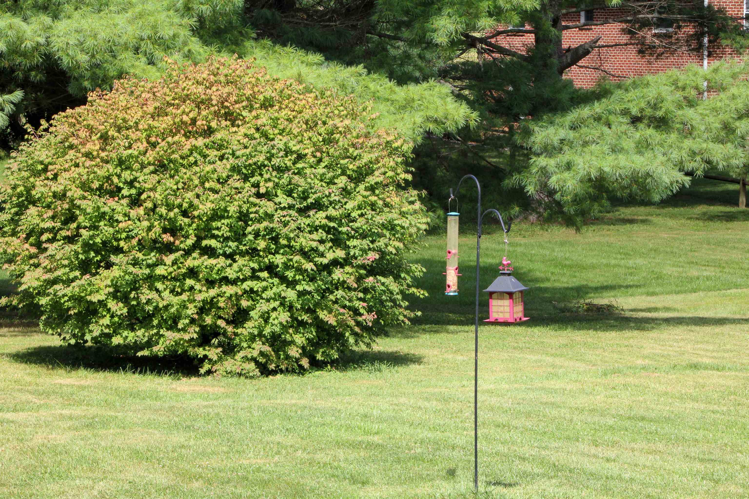 2056 Knightly Mill Road Fort Defiance, VA 24437 - Photo 54 of 59 a backyard of a house with lots of green space