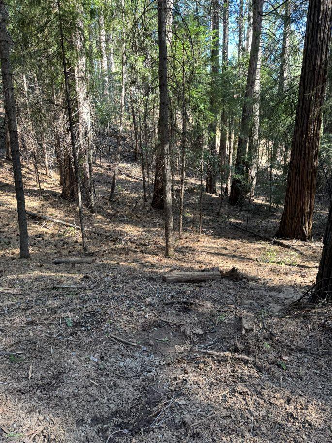 0 Caine Road Alta, CA 95701 - Photo 2 of 10 This view of the parcel shows more of the wooded setting.