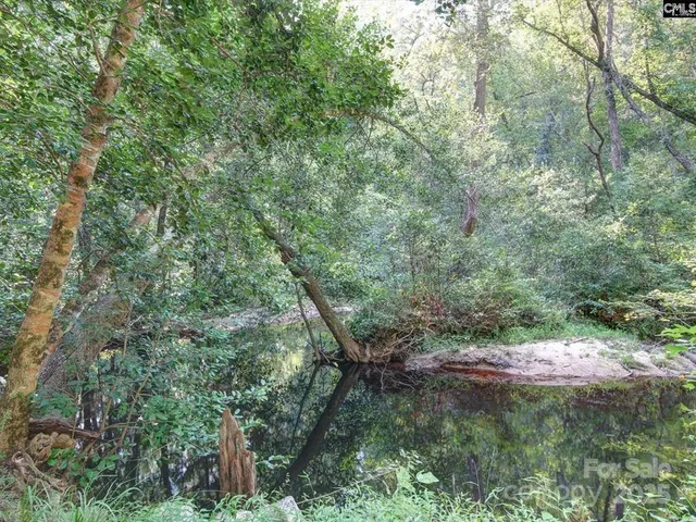 a view of a lush green forest