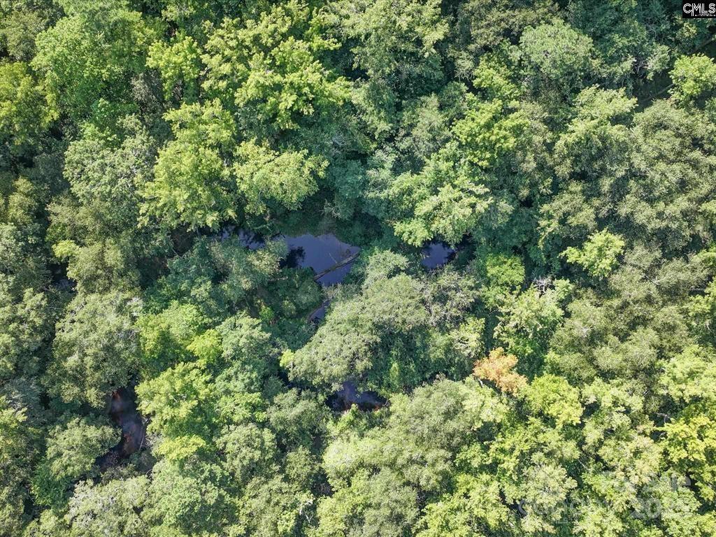 1239 John G Richards Road Camden, SC 29020 - Photo 6 of 30 view of a lush green forest