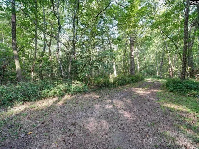 a view of a forest with trees in the background