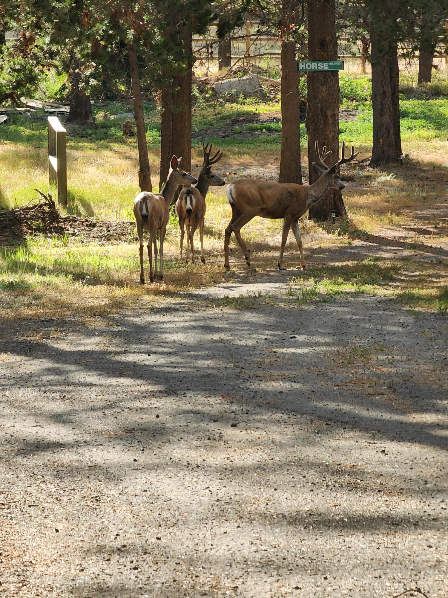 16506 Sprague Loop La Pine, OR 97739 - Photo 39 of 53 deer