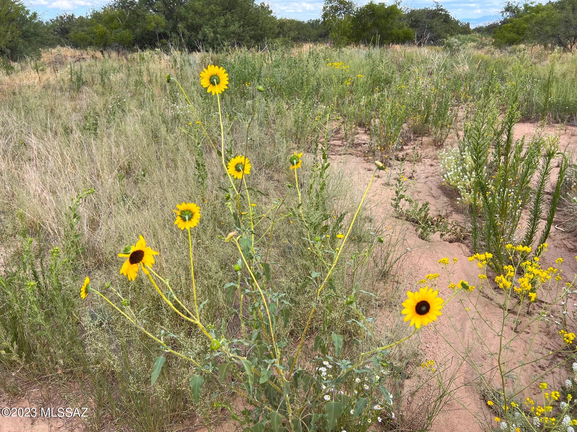 6.32-ac North Skyline Road, Unit 268 Pearce, AZ 85625 - Photo 15 of 17