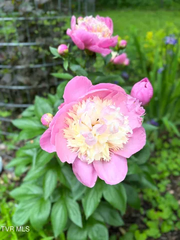 $525,000 | 103 Meadow Springs Court, Flag Pond, TN 37657