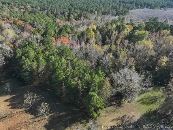 a view of a forest with a forest