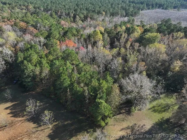 a view of a forest with a forest